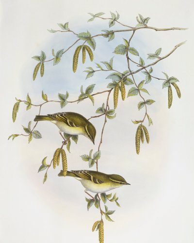 Pouillot de Blyth (Phylloscopus reguloides), gravure par John Gould - John Gould