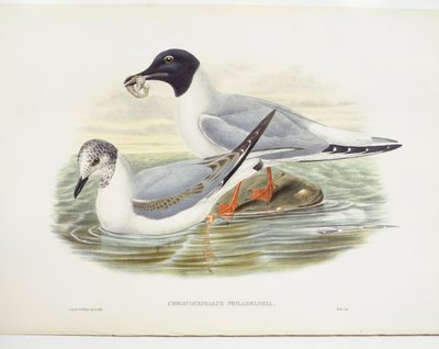 Mouette de Bonaparte (Larus philadelphia), illustration - John Gould