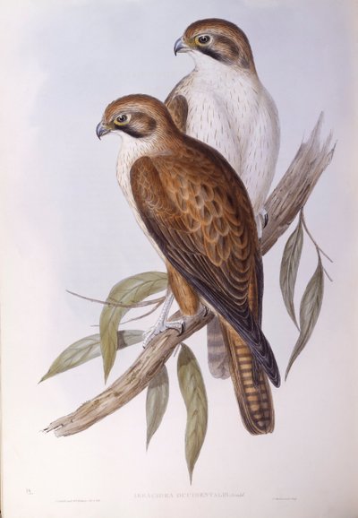 Faucon brun (Falco berigora occidentalis), Gravure de John Gould - John Gould