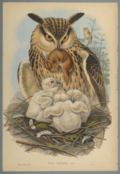 Bubo Maximus : Hibou - John Gould
