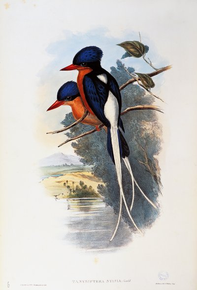 Martin-chasseur à poitrine fauve (Tanysiptera sylvia) - John Gould
