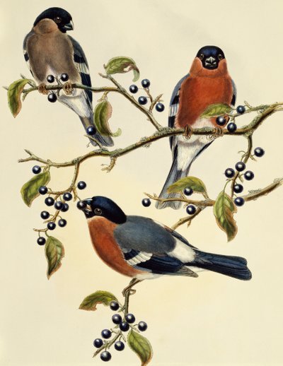 Bouvreuil (Pyrrhula pyrrhula), gravure de John Gould - John Gould