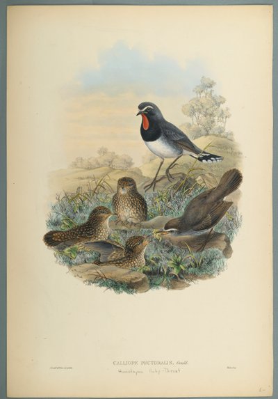 Calliope Pectoralis - John Gould