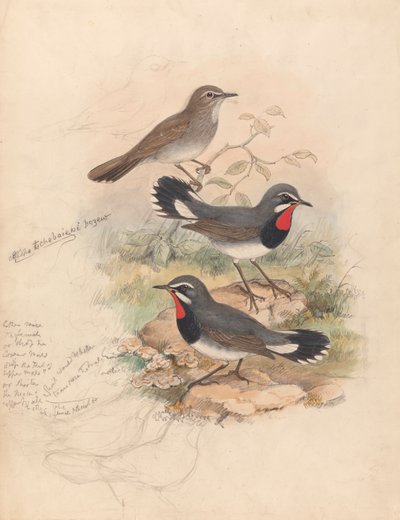 Calliope Tschebaiewi, Prjev. - John Gould