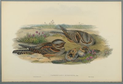 Caprimulgus Europaeus - John Gould