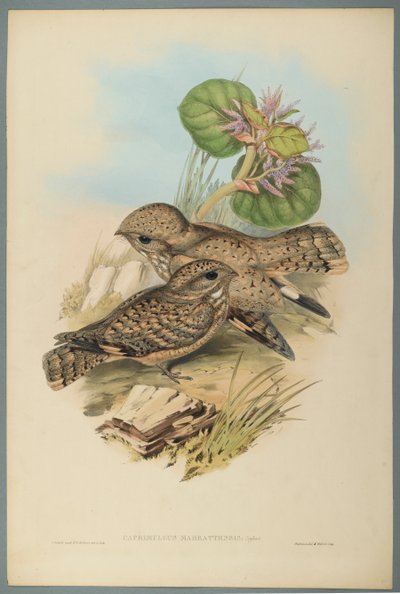 Caprimulgus Mahrattensis, Engoulevent - John Gould
