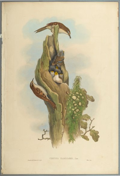 Certhia Familiaris - Grimpereau des jardins - John Gould