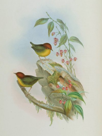 Cettia castaneocoronata - John Gould