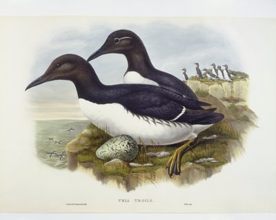 Guillemot de Troïl (Uria aalge), gravure par John Gould, William Hart, H C Richter - John Gould