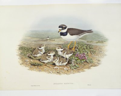 Pluvier grand-gravelot (Charadrius hiaticula), illustration - John Gould