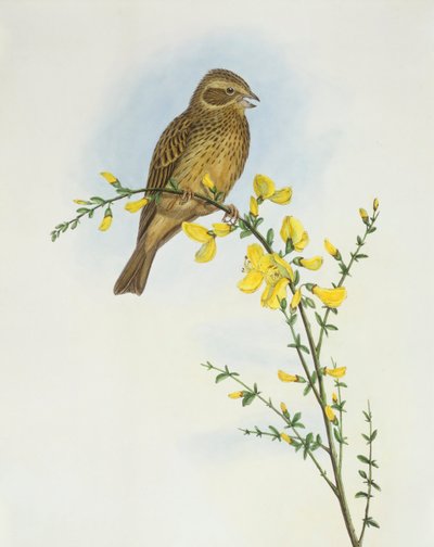 Bruant proyer (Miliaria ou Emberiza calandra), Gravure de John Gould - John Gould