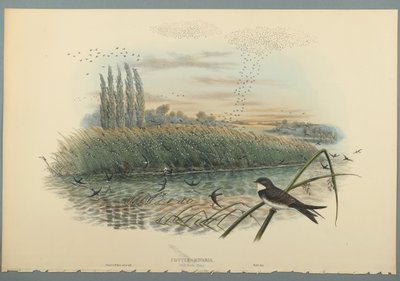 Cotyle Riparia - John Gould