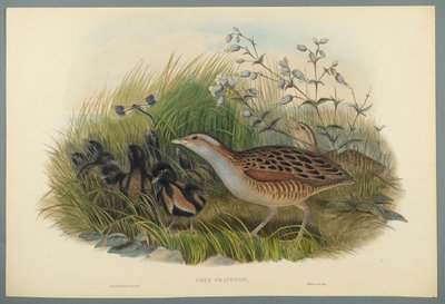 Crex Pratensis - Râle des genêts - John Gould