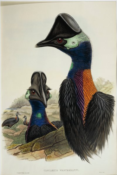 Casoar nain (Casuarius bennetti), gravure - John Gould