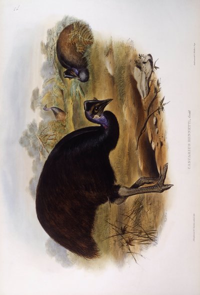 Casoar nain (Casuarius bennetti), gravure par John Gould - John Gould