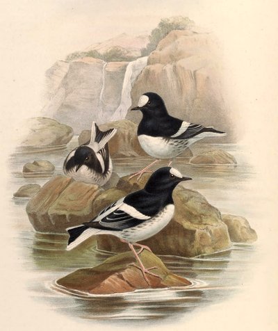 Enicurus scouleri - John Gould