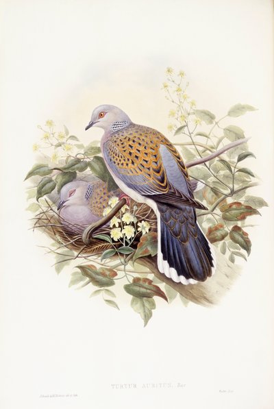 Tourterelle des bois (Streptopelia turtur), gravure de John Gould - John Gould