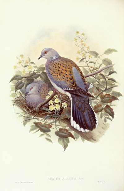 Graveur de John Gould, Tourterelle des bois (Streptopelia turtur) - John Gould
