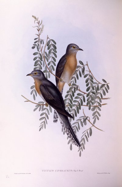 Coucou à éventail (Cacomantis flabelliformis), gravure de John Gould - John Gould