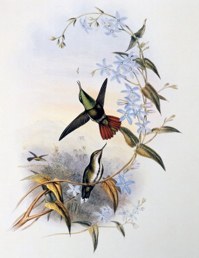 Colibri à queue de feu (Avocettula recurvirostris) - John Gould