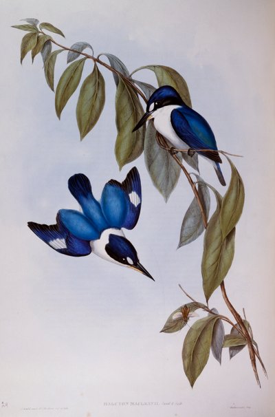 Martin-pêcheur forestier (Halcyon Macleay), gravure de Birds of Australia - John Gould