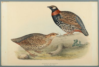 Francolinus Vulgaris (Briss) : Francolin commun - John Gould