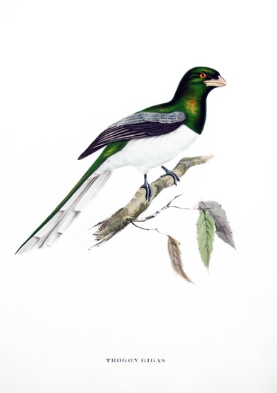 Trogon géant, oiseau d