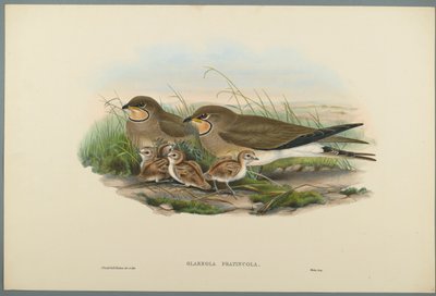 Glareola Pratincola - Glaréole à collier - John Gould