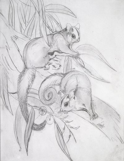 Possums planants - John Gould