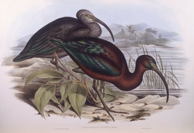 Ibis falcinelle (Plegadis falcinellus), gravure par John Gould - John Gould