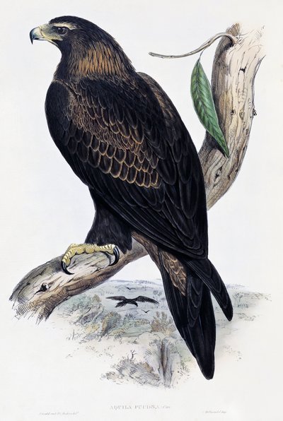 Aigle royal (Aquila chrysaetos), lithographie de Birds of Australia and Great Britain par John Gould (1804-1881), Royaume-Uni - John Gould