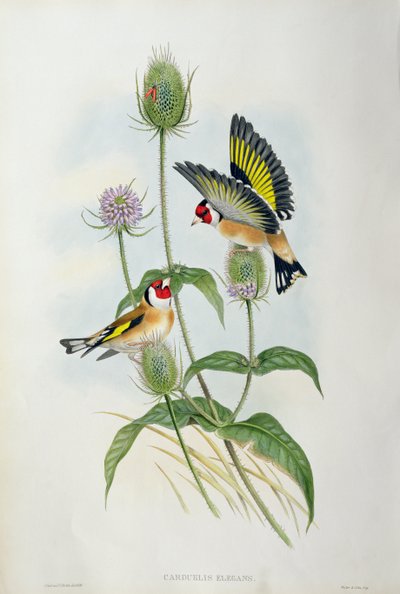 Chardonneret élégant (Carduelis Elegans) - John Gould