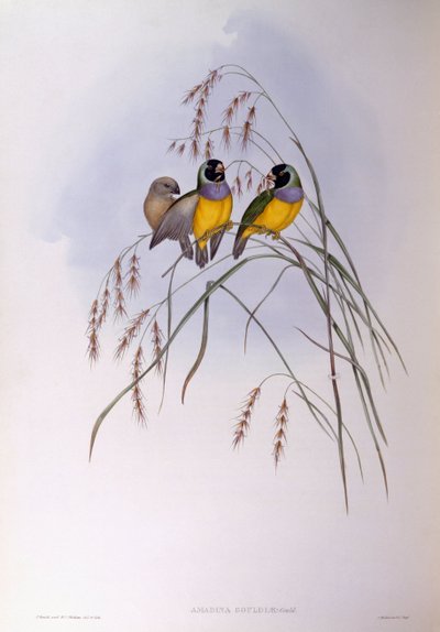 Diamant de Gould (Chloebia ou Erythrura gouldiae), gravure par John Gould - John Gould