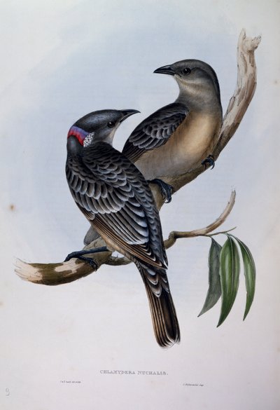 Jardinier satiné (Chlamydera nuchalis), gravure de "Les Oiseaux d