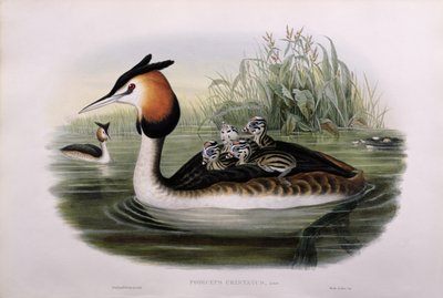 Grèbe huppé (Podiceps Cristatus) - John Gould