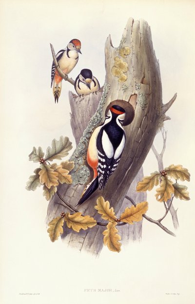Pic épeiche (Dendrocopos major), gravure de John Gould - John Gould