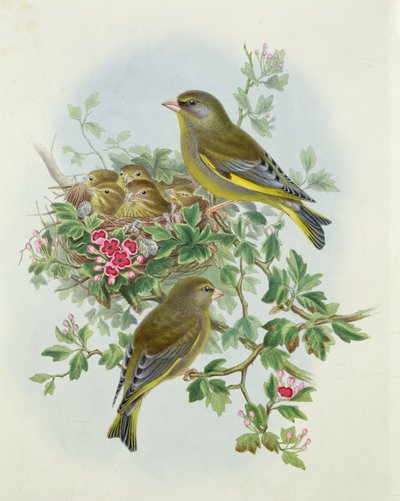 Verdier, 1873 - John Gould