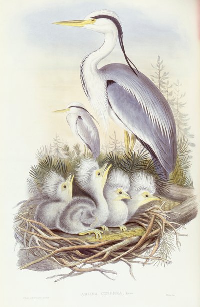 Graveur de John Gould, Héron cendré (Ardea cinerea) - John Gould