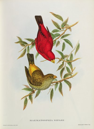 Haematospiza Sipahi, illustration de 
