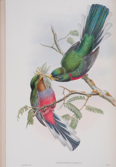 Hapaloderma Narina, planche de Les Oiseaux de Grande-Bretagne de John Gould, publié 1862-73 - John Gould