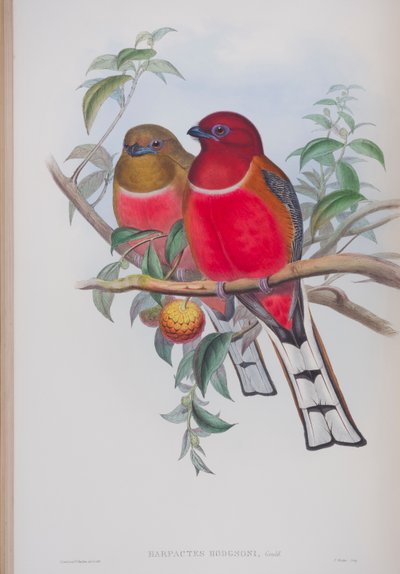 Harpactes Hodgsoni, planche de Les Oiseaux de Grande-Bretagne de John Gould, publié 1862-73 - John Gould