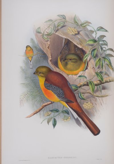 Harpactes Oreskios, planche de Les Oiseaux de Grande-Bretagne de John Gould, publié 1862-73 - John Gould