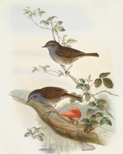 Accenteur mouchet (Prunella modularis), gravure par John Gould - John Gould