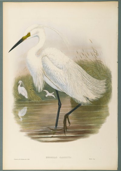 Herodias Garzetta - Aigrette garzette - John Gould