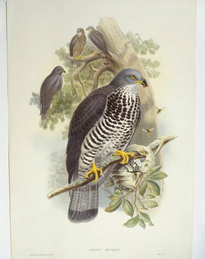 Bondrée apivore (Pernis apivorus), illustration - John Gould