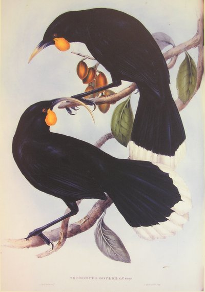 Illustration du couple Huia - John Gould