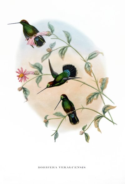Colibri - Lance-bec de Veragua, oiseaux du Costa Rica, gravure du livre de John Gould (1804-1881) "Oiseaux tropicaux" - John Gould
