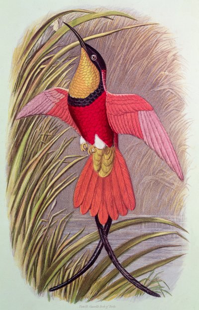 Colibri : Topaze écarlate, planche 23 de 