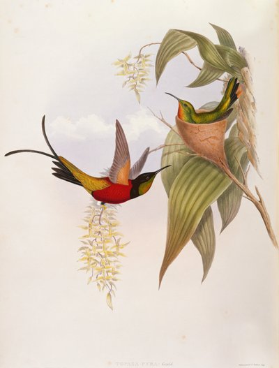 Colibris (Topaza Pyra) de A Monograph of the Trochilid - John Gould