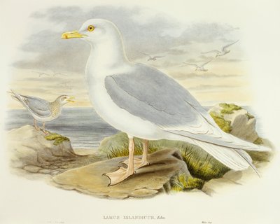 Goéland bourgmestre (Larus glaucoides), gravure par John Gould - John Gould